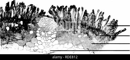 . Photomicrographies de études botaniques. La photomicrographie. 14 Pliotoinicrograplis d'études botaniques. 7- T.S. Tige de blé, Triticum. » teleutospores" attaqué par de Puccinia graminis.. Teleutospores. Alycelium de champignon. Tissus désorganisé de tige. Faisceau vasculaire dans les conditions normales. 8. T.S. Feuilles de Berbery. Attaqué par aecidiaspores de Puccinia graminis. 4 -"^-^^ - entièrement développé acidium. ^j-' )"^-f',' ', ', T J-.-' !# r" le mycélium de champignons. Je v'';â ' &Lt ;-"''*FF :   â ' 'â- JSi tissus désorganisé de feuille. Spermogone unlinown de fonction.. Veuillez noter que th Banque D'Images