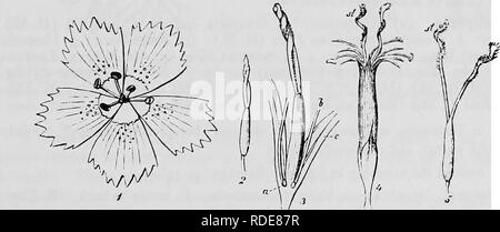 . La pollinisation des fleurs de manuel : d'après Hermann Mu ?ller 'le travail de la fécondation des fleurs par les insectes" . La fertilisation des plantes. Location de YOPHYLLEAE 153 1884), il y a des fleurs femelles purement en plus de l'hermaphrodite. Dans les jardins botaniques de tant de Marburg et la taille de ces Gottingen est très variable. Nectar est très abondamment sécrétée. Les visiteurs.-Schulz-à-Bozen remarqué de nombreuses mouches (30 espèces), certaines des plus petites abeilles (environ le même nombre d'espèces) et de lépidoptères, et aussi quelques coléoptères. Loew a remarqué l'abeille Halictus minutissimus K. J, skg., dans le Jardin botanique de Berlin Banque D'Images