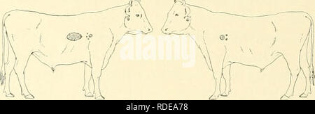 . L'effet de la vaccination contre la tuberculose sur les bovins atteints de tuberculose. La tuberculose chez les bovins. 14 L'autopsie. Poids 415 livres ; mauvais état. Les deux lobes antérieure et médiane du poumon droit sont attachés à la paroi thoracique ; le lobe antérieur est également attaché à le péricarde. Il y a de nombreux domaines tuberculeuse de tous âges et jusqu'à un an et demi pouces de diamètre plutôt dispersés à travers les deux poumons bien épais. Les deux glandes bronchiques et les ganglions médiastinaux sont agrandis et contiennent de nombreuses et caseocalcareous caséeuse des nodules. Fig. 10.-rouge et blanc Bidl (16 020). 1902. Le 19 décembre. Banque D'Images