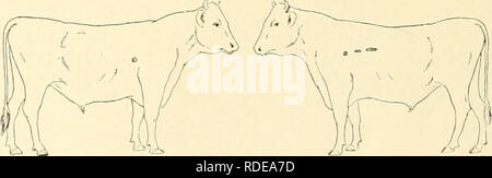 . L'effet de la vaccination contre la tuberculose sur les bovins atteints de tuberculose. La tuberculose chez les bovins. 12 isée et dans certains endroits de toute évidence beaucoup de l'âge. Cobayes inoculés à partir le nodule calcaire dans les glandes bronchiques tuberculeuses est devenu. Il est évident que cet animal avait subi avec un large- étendre l'inflammation des séreuses, d'où il avait pratiquement retrouvé. Une telle inflammation diffuse des séreuses des deux cavités viscérales se produit dans la tuberculose des bovins du type de maladie pearl. Mais dans ce cas, il n'y avait pas de preuve de tubercules ou tuber Banque D'Images