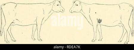 . L'effet de la vaccination contre la tuberculose sur les bovins atteints de tuberculose. La tuberculose des bovins. par une capsule dense. En plus de cette preuve de tuber- culosis il a été observé que les deux poumons, bien que généralement bien gonflé, étaient lourdes, détrempé, quelque peu coriace et sans élasticité. Il y avait quelques petits secteurs où les tissus ont été contractés et dense. Ces zones présentent de nombreux histologiquement bandes denses de tissu conjonctif. Le bloodvessels sont très épaissie. Dans des zones limitées certains des plus petits sont presque effacés. Certains des plus petits sublobules montrent le poumon Banque D'Images