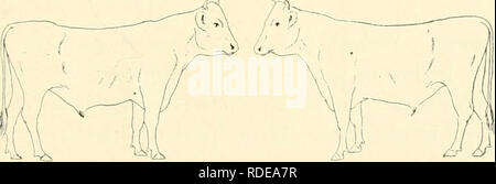 . L'effet de la vaccination contre la tuberculose sur les bovins atteints de tuberculose. La tuberculose chez les bovins. Lorsque le bétail dans cette expérience sont morts ou ont été tués qu'ils ont été soumis à un examen post-mortem. Matériel a été colorés pour l'examen pour le bacille tuberculeux et cobayes ont été inoculés à partir de l'origine des lésions de certains d'entre eux. Les examens histologiques des lésions ont été faites par le Dr C. Y. Blanc, à qui nous sommes redevables pour les rapports sur ses examens. Les traitements et les autopsies sont résumés dans les protocoles suivants : premier groupe. Trois veaux ayant reçu intrave Banque D'Images