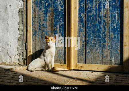 Cat Street dans les rues de Marrakech et d'Essaouira au Maroc dans le port de pêche et de Médina près du mur de couleur. Carte postale, travel concept Banque D'Images