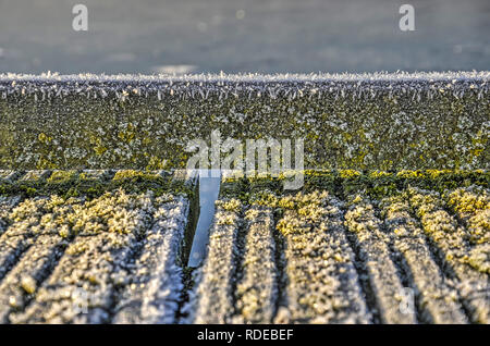 Les planches en bois d'une passerelle sur un lac, couverts de lichen et de la gelée blanche, lors d'une journée ensoleillée en Janvier Banque D'Images