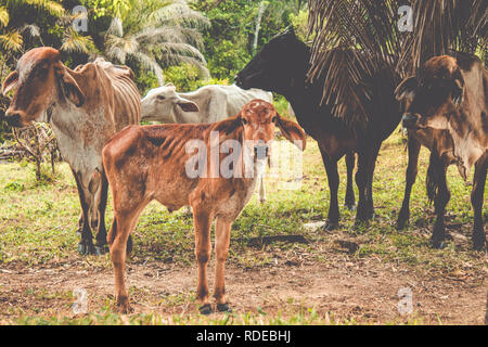 Troupeau de bovins sous l'arbre de gros fruits. Vache sur le pré marchant ensemble à travers la ferme agricole. Banque D'Images