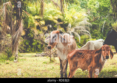 Troupeau de bovins sous l'arbre de gros fruits. Vache sur le pré marchant ensemble à travers la ferme agricole. Banque D'Images