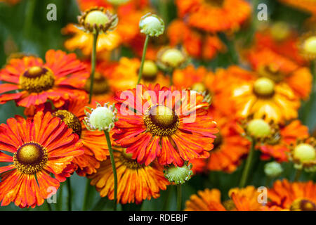 Plante de jardin vivace Helenium Sneezeweed fleurs d'été fleurs d'orange Banque D'Images