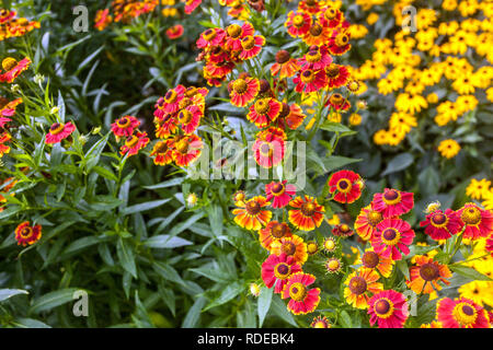 Hardy jardin vivace plante de bordure de fleur Helenium fleurs de bordure Banque D'Images