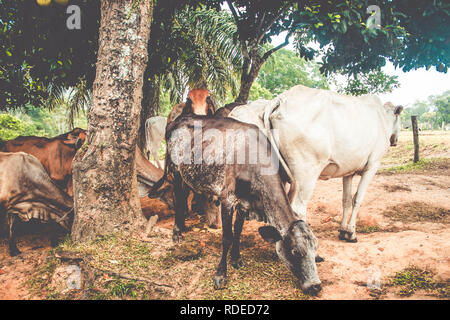 Troupeau de bovins sous l'arbre de gros fruits. Vache sur le pré marchant ensemble à travers la ferme agricole. Banque D'Images