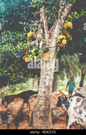 Troupeau de bovins sous l'arbre de gros fruits. Vache sur le pré marchant ensemble à travers la ferme agricole. Banque D'Images