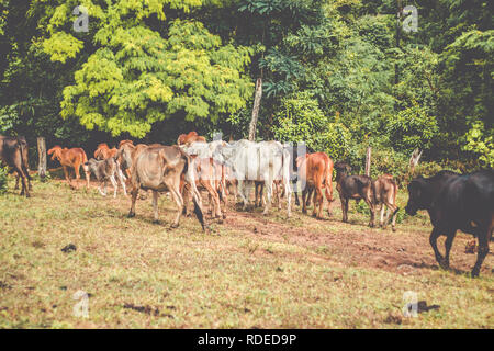 Troupeau de bovins sous l'arbre de gros fruits. Vache sur le pré marchant ensemble à travers la ferme agricole. Banque D'Images