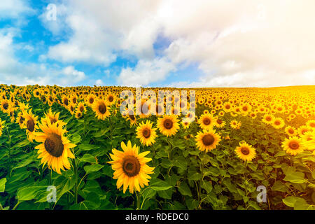 Domaine de tournesols en fleurs en été journée ensoleillée sous le ciel bleu clair avec du blanc des nuages gonflés. Riche récolte et l'agriculture, concept. Floraison jaune Banque D'Images