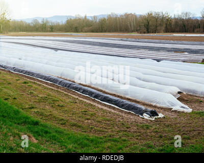 Grand champ de plantation d'asperges en zone rurale avec de multiples lignes couvertes avec sun-protection de papier aluminium pendant hiver printemps bio l'agriculture biologique moderne - Vue de dessus Banque D'Images