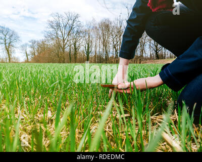 Vue de côté de l'agriculture inspection biologiste agronome femme le sol de blé de la récolte des plantes sur une chaude journée de printemps avec de beaux reflets dans l'arrière-plan Banque D'Images