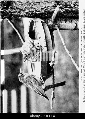 . L'étude des oiseaux d'adresses. Les oiseaux ; les oiseaux. . Veuillez noter que ces images sont extraites de la page numérisée des images qui peuvent avoir été retouchées numériquement pour plus de lisibilité - coloration et l'aspect de ces illustrations ne peut pas parfaitement ressembler à l'œuvre originale.. Pearson, T. Gilbert Thomas Gilbert), 1873-1943. Garden City, New York, Doubleday, Page &AMP, le nom de l'entreprise Banque D'Images