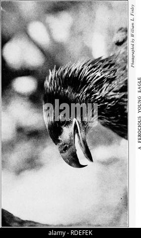 . L'étude des oiseaux d'adresses. Les oiseaux ; les oiseaux. . Veuillez noter que ces images sont extraites de la page numérisée des images qui peuvent avoir été retouchées numériquement pour plus de lisibilité - coloration et l'aspect de ces illustrations ne peut pas parfaitement ressembler à l'œuvre originale.. Pearson, T. Gilbert Thomas Gilbert), 1873-1943. Garden City, New York, Doubleday, Page &AMP, le nom de l'entreprise Banque D'Images