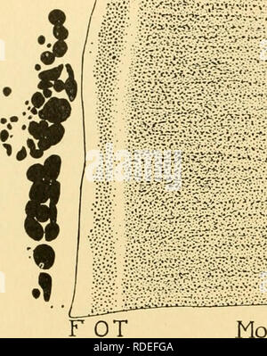 . Les effets de l'inanition et de la malnutrition sur la croissance et la structure. La famine ; la nutrition. 426 inanition et de malnutrition dans les rats albinos adultes, les cellules dans les différentes zones corticales de la surrénale atrophique variablement paru dans inanition aiguë ou chronique (Fig. 107 et 108). L'atrophie se produit principalement dans le cytoplasme, augmentant le noyau-plasma élevé. Le pigment reste inchangé. La graisse des granules (liposomes). tot Mi J Fig. 109.-partie d'un article de la surrénale droite dans un adulte normal rat albinos (F. 3.1). La fixation au formol ; surgelé tachés de rouge écarlate d'Herxheimer Banque D'Images