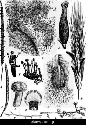 . Un texte-livre de mycologie et pathologie des plantes . Les maladies des plantes ; champignons dans l'agriculture ; maladies des plantes ; les champignons. Mildiou ET LES MOISISSURES l6l. Fig. 57--.4, Balansia claviceps sur location de Paspalum ; B-L, Claviceps purpurea ; B, sclerotiuin ; C, Sclerotium avec Sphacelia ; D, section de la couche d'sphacelial sclerotiiun ; £, la germination ; F, chef de stroma de sclerotium ; G, section de même ; H, section de périthèce ; J, ascus ; /C, de l'ascospore germination ; C, pro- duits de conidiospores sur myceliiiin. {Naturlichen^PJianzenfatnili voir mourir n I. i, p. 371.). Veuillez noter que ces images sont extraites d'un balayage Banque D'Images