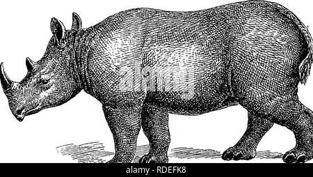 . Types d'Américains de la vie animale. Zoologie ; le comportement animal. 202 TYPES DE VIE DES ANIMAUX des espèces existantes. Mais si les formes éteintes de longs doigts même les ongulés sont nombreuses, celles de l'étrange ceux à longs doigts montrent que les espèces existantes (chevaux, ânes, zèbres, tapirs, et les rhinocéros) ne sont qu'une mauvaise survie reste d'une grande quantité d'espèces très différentes du groupe qui vécu sur la surface de la terre au cours de l'époque. La répartition géographique des tapirs serait par lui-même indique qu'il doit avoir été beaucoup plus largement répartis qu'aujourd'hui. Fig. 56.. Le PERS Banque D'Images