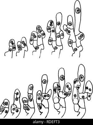 . Un texte-livre de mycologie et pathologie des plantes . Les maladies des plantes ; champignons dans l'agriculture ; maladies des plantes ; les champignons. Anthéridie 125 champignons supérieurs, qui est couper o£E par une cloison. Les murs entre les deux orgjins sont dissous et le noyau mâle passe par l'ouverture vers l'œuf formé wanders noyau sur lequel il marie. Juste après la fécondation, l'oogone commence une croissance stable, et certaines des cellules externes formés deviennent le couvercle. Fig. 39.-Une représentation schématique de l'évolution de l'hyphe ascogène système. {Après Claassen.) les cellules du périthèce. Ascogènes mais Banque D'Images