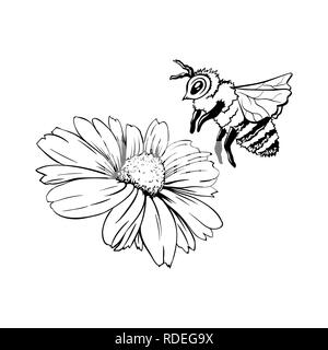 Camomille Bud et Bee la pollinisation. Stylo encre illustration dessiné à la main, fleur dessin libre, croquis isolés Illustration de Vecteur