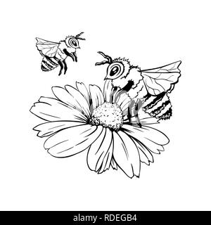 Camomille Bud et deux abeilles ou d'un groupe de guêpes. Processus de pollinisation. Stylo encre illustration dessiné à la main, fleur dessin libre, croquis isolés Illustration de Vecteur