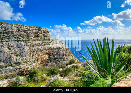 Falaises près de Blue Grotto, Malte. Seascape pittoresque avec rocky shore et plantes d'agave juteux. Banque D'Images