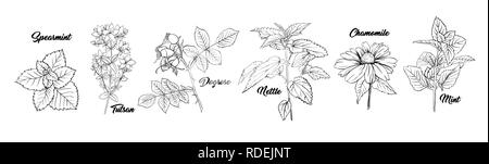 Herbes Plantes thé botanique Gravure Set. Croquis à main isolés contour tracé Illustration d'Stinning ou fleur de camomille Daisy. Dogrose, menthe, Tutsan Herb. Phytothérapie ortie. L'Aromathérapie sur blanc Illustration de Vecteur