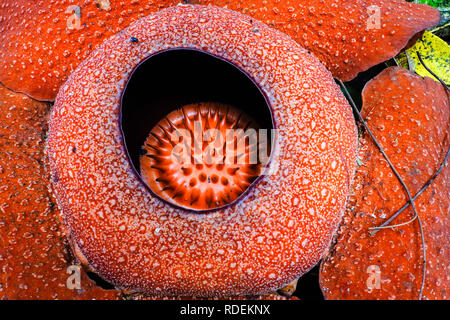 Rafflesia flower close-up, Cameron Highlands, Malaisie Banque D'Images