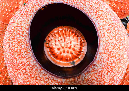 Rafflesia flower close-up, Cameron Highlands, Malaisie Banque D'Images