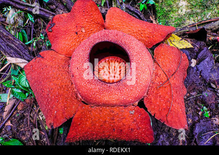 Rafflesia flower close-up, Cameron Highlands, Malaisie Banque D'Images