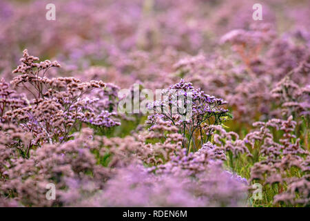 Les Pays-Bas, Rottumeroog ou Rottum Island (inhabitée), appartenant aux îles de la mer des Wadden. Commune de floraison lavande de mer (Limonium vulgare). Banque D'Images