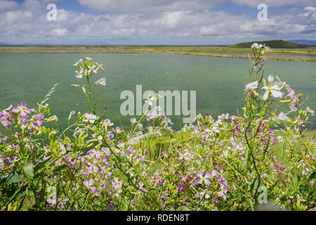 Le radis sauvage (Raphanus raphanistrum) culture des fleurs sur le rivage d'Orient Baie de San Francisco, parc régional Coyote Hills, Californie Banque D'Images