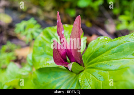 Close up of blooming trillium géant (Trillium chloropetalum) lors d'une journée ensoleillée, en Californie Banque D'Images
