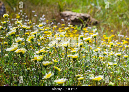 Layia platyglossa wildflowers (communément appelé le tidytips côtière) sur terrain, en Californie Banque D'Images