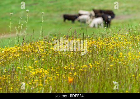 Floraison de fleurs sauvages Goldfield sur un pré ; brouillé le pâturage du bétail dans l'arrière-plan ; San José, au sud de la baie de San Francisco, Californie Banque D'Images