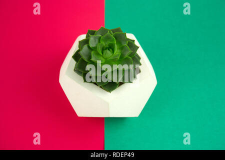Vue de dessus de succulents dans un pot en béton sur un fond vert et redd Banque D'Images
