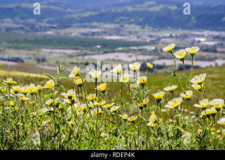 Layia platyglossa wildflowers (communément appelé le tidytips côtières) croissant sur une colline, la ville floues en arrière-plan, en Californie Banque D'Images