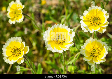 Close up of Layia platyglossa wildflowers, communément appelé tidytips côtières, en Californie Banque D'Images