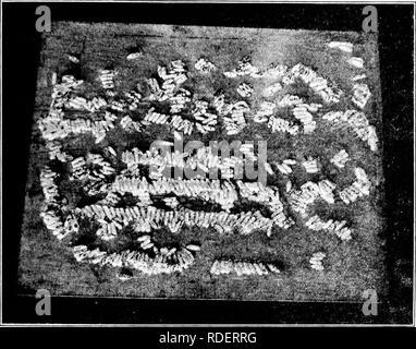 . Les maladies des abeilles. Les abeilles. THJi TEIGNE ET SON CONTKOL L'ADULTE Les papillons de cire adultes sont environ trois quarts de pouce de long et ont un écart d'environ 1 à I14 pouces de spécimens bien développé.   Ils sont communément vus dans la position de repos avec leur couleur gris-brun, ailes repliées, rooflike étroitement à leur sujet (fig. 4, A et B). Les papillons ne sont pas facilement perturbés, mais quand ils s'exécutent rapidement molesté avant qu'ils prennent l'aile. Les mâles sont légèrement plus petits que les femelles et peuvent être distingués d'entre eux par le shapo du marge extérieure de l'avant, ce qui est lisse wmg chez la femelle Banque D'Images