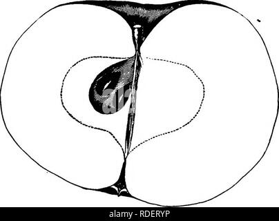 . American pomologie : pommes . Les pommes. La CLASSE I-TÉLÉVISION LES POMMES. IL ^I. L 475 et de la rue. En flèche. Cette variété est intéressant comme une curiosité, plutôt que précieux pour ses bonnes qualités. Il a été suggéré qu'il pourrait être un sport ; pas de pépiniériste instruits se croient maintenant que la vieille histoire de son qui ont été produites par la combinaison des bourgeons de deux variétés, un doux et un goût aigre. Gros Fruit, oblat, souvent inégales et lop-verso, nervuré, et profondément sillonnée. Jaune et vert de la surface, les côtes en cours d'élaboration et de mûrissement ont la saveur, mais les sillons pas en cours d'élaboration sont neutres au goût et appelé sw Banque D'Images