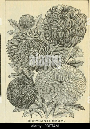 . E. H. Hunt : Seedsman. Pépinières (Horticulture) Illinois Chicago catalogues ; bulbes (plantes) ; Catalogues Catalogues fleurs ; graines de plantes ornementales ; catalogues, catalogues. E. H. HUNT. SEEDSXAN, CHICAGO, ILLINOIS. 11 chrysanthèmes. Chrysanthème hybridé les semences. Nous sommes en mesure d'offrir à nos clients et admirateurs de ce llovvor populaires, les semences du plus haut niveau enregistré spécialement pour nous, d'une des plus belles collections très dans ce pays. Hyhridizing tlowers dans l'exception de celles de la plus haut degré de perfection individuelle ont été utilisées. Ce n'exige beaucoup de metaltech et la Banque D'Images