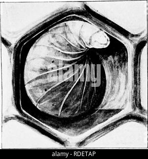 . Les maladies des abeilles. Les abeilles. Mouvement avant Fig. la loque européenne dans la mort non pas tellement likeli- hood qu'il est car- r.'ed par l'abeille- keeper sur ses mains et les vêtements comme c'est le cas avec American foul- brood, ni du matériel vide semblent propager la maladie aussi facilement que c'est le cas avec American foul- brood. Char- acters de diagnostic : une colonie faible au printemps peut être sus- et devrait être soigneusement l'Ined- pour cette maladie. Sa présence ou son absence ne peut pas être déterminée par l'apparition de l'abeille adulte. L'infection de l'lar- va probablement se déroule lors de la deuxième journée o Banque D'Images