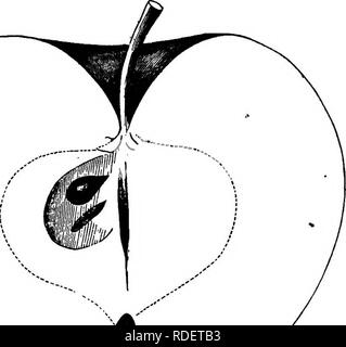 . American pomologie : pommes . Les pommes. La CLASSE I-TÉLÉVISION POMMES.-^I. U. H. 421 Ce célèbre apple de Nouvelle Angleterre a été largement répartie sur l'countrj-, mais ne s'est pas réuni avec faveur universel dans l'Ouest et au sud ; d'abord parce qu'elle est susceptible de devenir un lall ou au début de l'hiver les fruits, au lieu de garder une pomme- tion ; et deuxièmement, parce qu'il n'est pas bien adapté à nos palais ; de plus, l'arborescence a été considéré comme l'adjudication, ayant souffert beaucoup pendant les froids hivers ; cela est particulièrement vrai dans la pépinière. Sa productivité et la qualité de l'équitable, cependant, toujours faire de la Baldwin un fav Banque D'Images