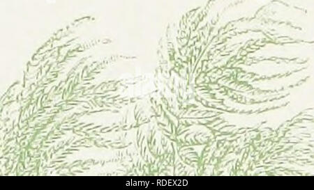 . Le livre de choix de fougères : pour le jardin, véranda, et cuisinière : décrire et donner des orientations culturelles explicites pour le meilleur et le plus frappant de fougères et selaginellas en culture. Illustrés par des plaques de couleur et de nombreuses gravures sur bois, préparés spécialement pour ce travail . Fougères ; Fougères. Co t3 5 : ." ;. ^*(l ^M' ;-^- . :-^^^ ;  %,. v"i.. Veuillez noter que ces images sont extraites de la page numérisée des images qui peuvent avoir été retouchées numériquement pour plus de lisibilité - coloration et l'aspect de ces illustrations ne peut pas parfaitement ressembler à l'œuvre originale.. Schneider, George. Londres Banque D'Images