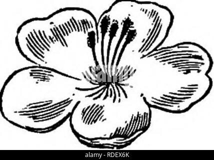 . L'American Fruit Culturist, contenant des orientations pour la propagation et la culture de l'ensemble des fruits adaptés aux États-Unis. La culture de fruits. Fig. i6.-fleur de la poire. a. La stigmatisation ; b, anthères. Fig. 17.-Les anthères cut out. Cela devrait être fait dans l'oeuf. organes centraux a sont les pistils j l'extrémité supérieure de chaque est la stigmatisation. Les fils comme organes, b, sont les étamines, surmontées par les anthères. Lorsque les fleurs s'ouvrent, les anthères éclatent, et décharge le pollen qui peut tomber sur les stigmates ou être transportés à des stigmates d'une autre fleur. La production de nouvelles variétés est Banque D'Images