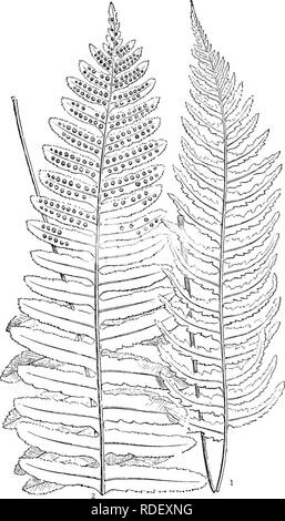 . Le livre de choix de fougères : pour le jardin, véranda, et cuisinière : décrire et donner des orientations culturelles explicites pour le meilleur et le plus frappant de fougères et selaginellas en culture. Illustrés par des plaques de couleur et de nombreuses gravures sur bois, préparés spécialement pour ce travail . Fougères ; Fougères. POLYPODIUM. 243 sous-côté de la fronde, vers l'midvem. La forme actuelle a été trouvés simultanément dans le Kent et à Windermere. Parfois, ses brochures, qui fi.^. 69, Polypodium vulture vars. (7) marginatum et {2) truncatum Q nat. taille). sont visiblement à dents de scie (Fig. 69), sont également eare Banque D'Images