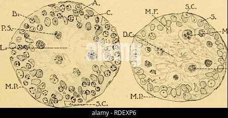 . Les effets de l'inanition et de la malnutrition sur la croissance et la structure. La famine ; la nutrition. Effets sur l'appareil reproducteur masculin 411 inanition chronique, sauf dans des cas extrêmes, où des changements dégénératifs dans les cellules mav se produire.". -Mu.C Fig. 100 Fig. 101 Figs. 100 et 101.-montrant les effets d'inanition sur le testicule chez le jeune rat albinos. X514. La Figure 100 montre une section de cresson d'un tube séminifère dans un albinojrat normale (Si 6,0) 3 semaines. La Figure 101 est une section similaire dans un rat (S. 7.32) tenue au poids constant par alimentation en dessous de 3 à 1 semaines d'âge. o A, B,C, tous les Banque D'Images