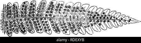 . Le livre de choix de fougères : pour le jardin, véranda, et cuisinière : décrire et donner des orientations culturelles explicites pour le meilleur et le plus frappant de fougères et selaginellas en culture. Illustrés par des plaques de couleur et de nombreuses gravures sur bois, préparés spécialement pour ce travail . Fougères ; Fougères. 100 LE LIVRE DE CHOIX DE FOUGÈRES. P. (Phegopteris) amplum-Phe-gop'-ter-est ; suis'-prune (grand), Humholdt. Ce poêle espèces, originaire de Martinique, est une plante de très grandes dimensions, avec des frondes (tripinnatifid trois fois divisés presque jusqu'à la nervure principale), et meublé de forme oblongue, blunt segments de sm Banque D'Images