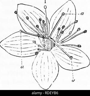 . La pollinisation des fleurs de manuel : d'après Hermann Mu ?ller 'le travail de la fécondation des fleurs par les insectes" . La fertilisation des plantes. Fleurs POLLEN 105 concernent la production non seulement de bons fruits, mais aussi de graines susceptibles de germer pour la propagation de l'action. À l'heure actuelle figuier ne sont plus produites à partir de graines, mais à partir de boutures, de sorte qu'caprification est superflue. Comme déjà mentionné (p. 64, 67-68), Hermann Miiller ('Alpenblumen," pp. 479- 511) disposés en fleurs entomophiles neuf classes, et ceux-ci doivent être décrites ici en détail. I. Le Pollen Flo Banque D'Images